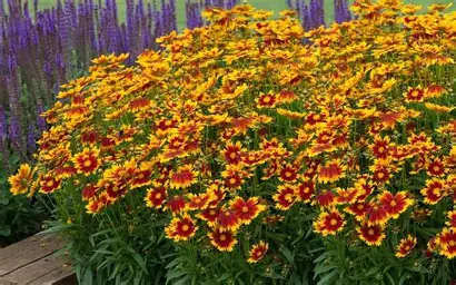 OIP (43) кореопсис