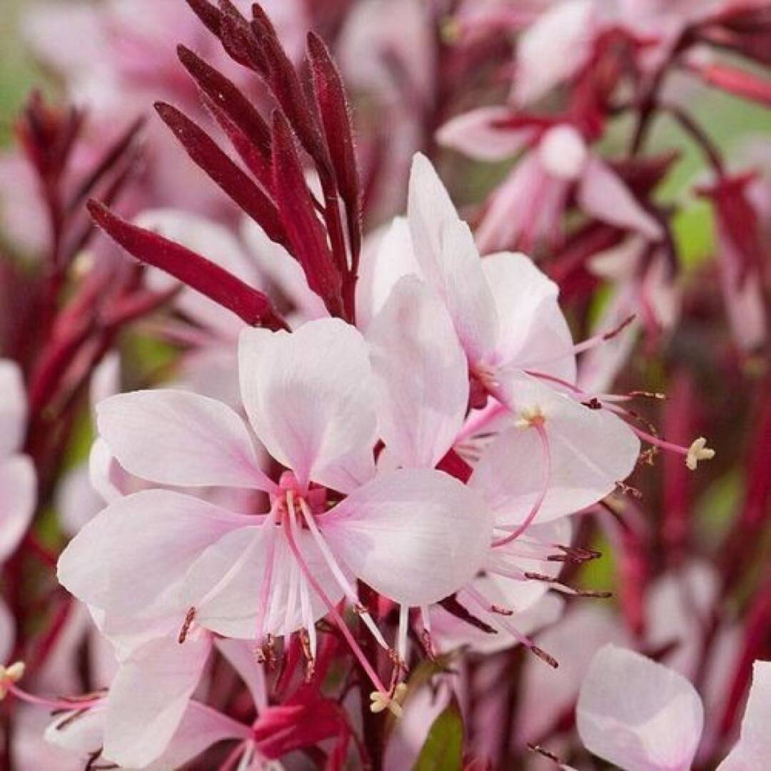 gaura-gaudi-pink-3 гаура