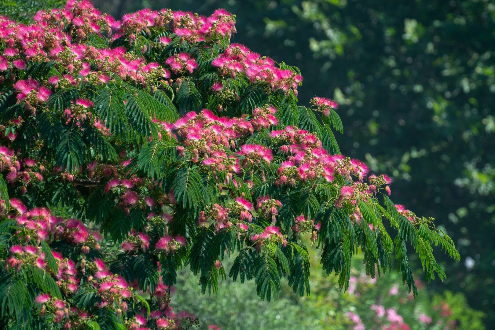 Pink blossom of Persian silk tree Albizia julibrissin албиция