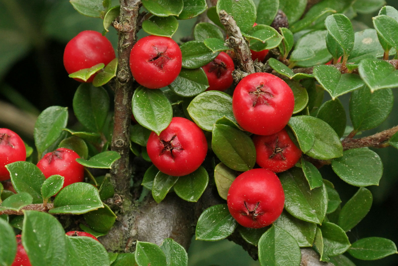 Cotoneaster-dammeri-8 котонеастер дамеров