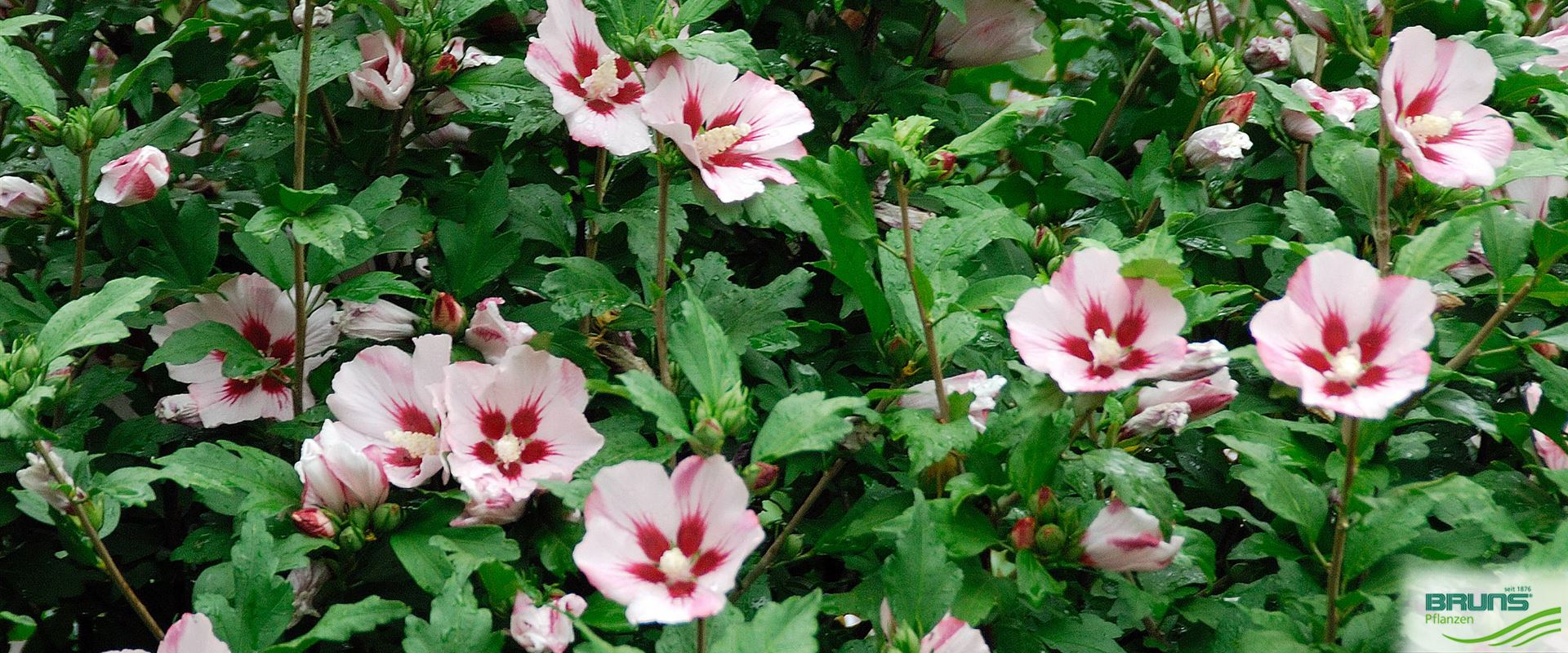 Hibiscus_syriacus_Hamabo_2007-5177-r2-1920x800-proportionalsmallest хибискус