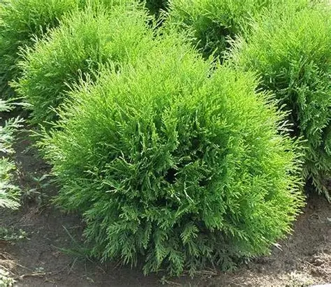 OIP (53) туя глобоса