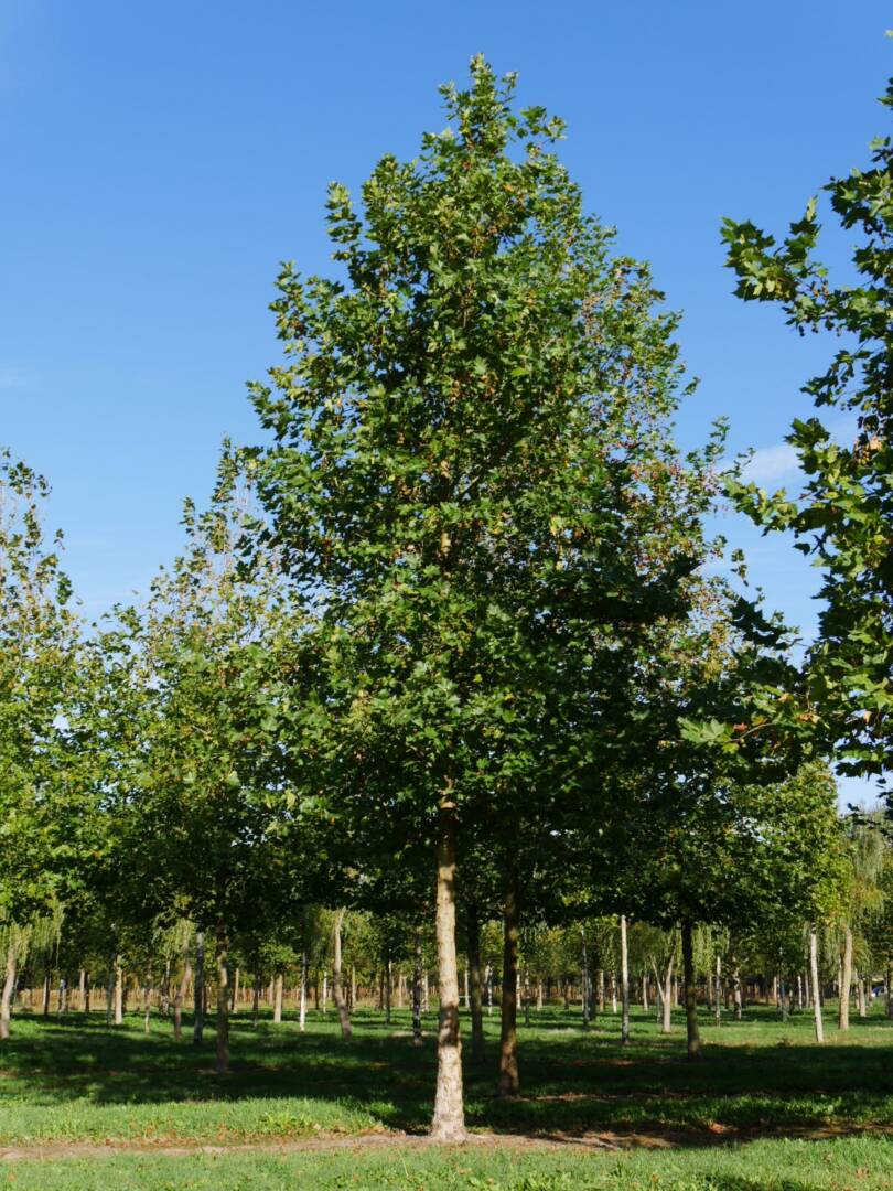 R (22) източен чинар