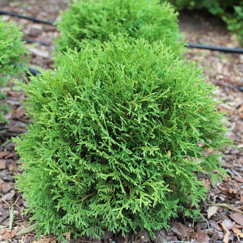 R (23) туя тини тим