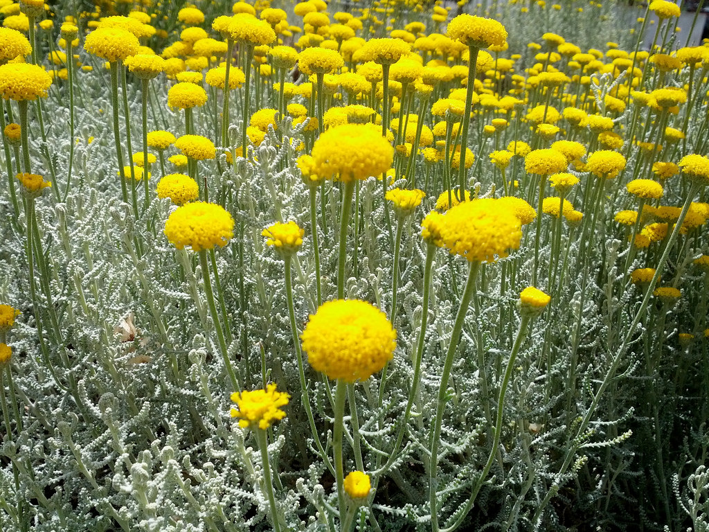 R (25) сантолина