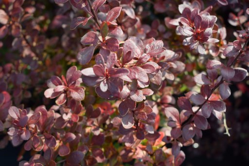 berberis-ottawensis-auricoma-berberis-ottawensis-a-2 берберис