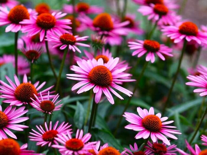 2032 ехинацея