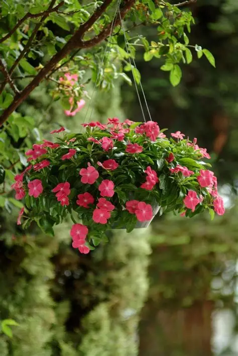 OIP (56) винка каскадна