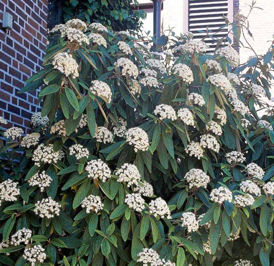VIBURNUM-RHYTIDOPHYLLUM калина