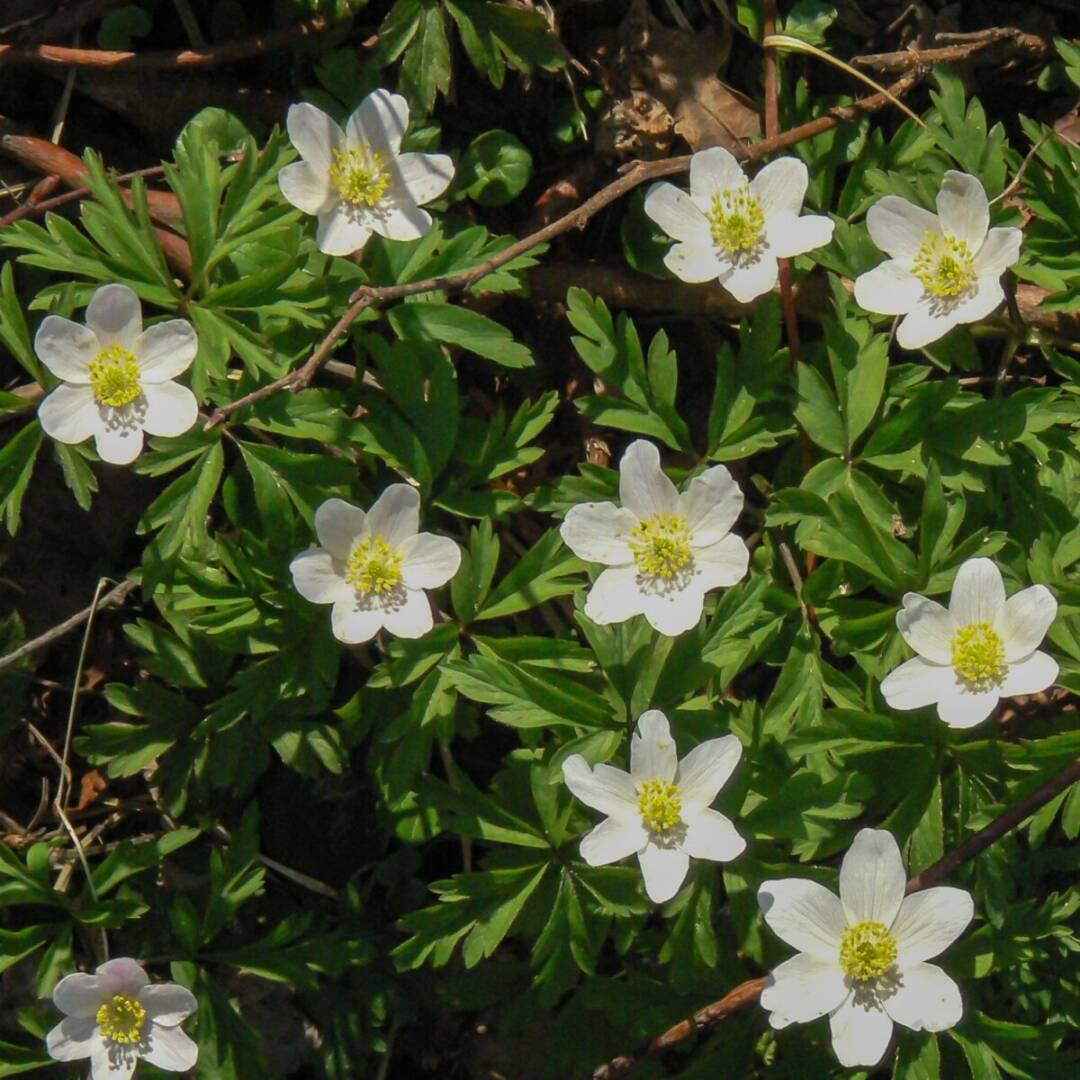 anemone-nemorosa анемоне